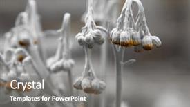  Presentation with death - Colorful PPT theme enhanced with hanging death - dry dieing plant backdrop and a gray colored foreground