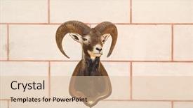  Presentation with animal vertebrata - Presentation theme featuring hanging death - head of animal on wall background and a lemonade colored foreground