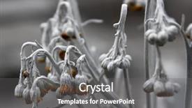  Presentation with dying - PPT theme enhanced with hanging death - small dry dying background and a gray colored foreground