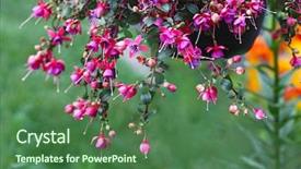  Presentation with orange plant - Amazing presentation theme having hanging fuschia flower plant backdrop and a ocean colored foreground