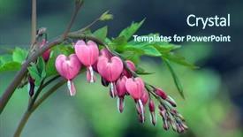  Presentation with heart flowers - Amazing PPT layouts having hanging hearts - dicentra spectabils - bleeding heart backdrop and a ocean colored foreground