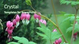  Presentation with heart flowers - Audience pleasing PPT theme consisting of hanging hearts - dicentra spectabils - bleeding heart backdrop and a tawny brown colored foreground