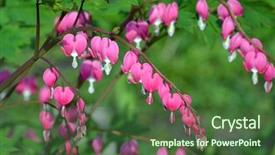  Presentation with heart flowers - Audience pleasing presentation design consisting of hanging hearts - dicentra spectabils - bleeding heart backdrop and a ocean colored foreground