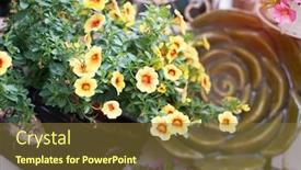  Presentation with flower - Cool new PPT theme with hanging-hybrid-pentunias-flower backdrop and a tawny brown colored foreground