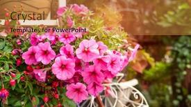  Presentation with flower - Slides enhanced with hanging-hybrid-pentunias-flower background and a gold colored foreground