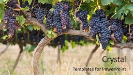  Presentation with grape vine - Presentation featuring old vine in warm afternoon background and a lemonade colored foreground