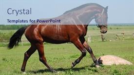  Presentation with stallion - Cool new PPT theme with hanoverian chestnut stallion backdrop and a light blue colored foreground