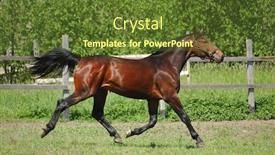  Presentation with stallion - Presentation with hanoverian chestnut stallion background and a tawny brown colored foreground