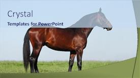  Presentation with stallion - PPT layouts consisting of hanoverian chestnut stallion background and a sky blue colored foreground