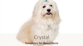  Presentation with dog - Presentation design featuring happe-coton-de-tulear-dog background and a lemonade colored foreground