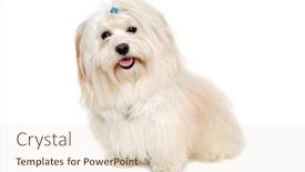  Presentation with dog - Theme having happe-coton-de-tulear-dog background and a lemonade colored foreground