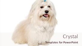  Presentation with dog - Theme consisting of happe-coton-de-tulear-dog background and a lemonade colored foreground