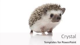  Presentation with african - Slide set enhanced with happy african hedgehog standing isolated background and a white colored foreground