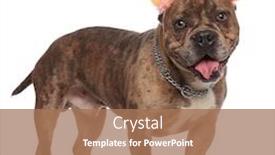  Presentation with bully - Cool new theme with happy-american-bully-wearing-coloured backdrop and a coral colored foreground