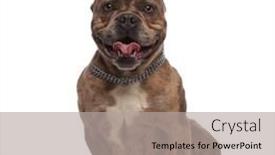  Presentation with bully - Slides consisting of happy american bully wearing silver background and a light gray colored foreground