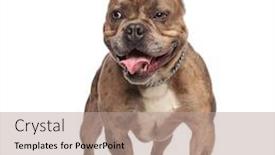  Presentation with bully - Beautiful PPT theme featuring happy american bully wearing silver collar panting and sticking out tongue looking to side and standing isolated on white background in studio backdrop and a coral colored foreground