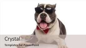  Presentation with bully - Amazing slide set having happy american bully wearing sunglasses backdrop and a  colored foreground