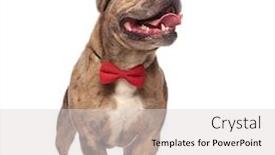  Presentation with bully - Beautiful presentation design featuring happy american bully wearing sunglasses and red bowtie panting and sticking out tongue looking to side and standing isolated on white background full body backdrop and a light gray colored foreground
