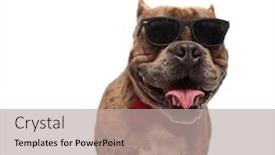  Presentation with bully - Slide deck enhanced with happy-american-bully-wearing-sunglasses background and a mint green colored foreground