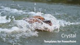  Presentation with dog - Amazing presentation theme having happy american staffordshire terrier dog backdrop and a gray colored foreground