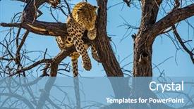  Presentation with tourism - Presentation theme having happy and well fed leopard background and a light blue colored foreground