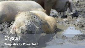  Presentation with pig - PPT theme with happy as a pig in mud background and a gray colored foreground