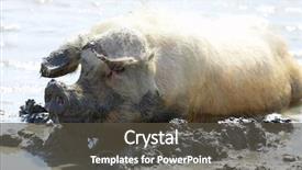  Presentation with pig - Colorful slides enhanced with happy as a pig in mud backdrop and a dark gray colored foreground