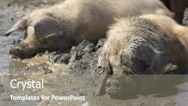  Presentation with pig - Theme consisting of happy as a pig in mud background and a gray colored foreground
