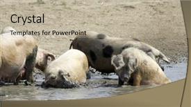  Presentation with pig - Colorful PPT theme enhanced with happy-as-a-pig backdrop and a mint green colored foreground