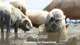  Presentation with pig - Presentation theme enhanced with happy-as-a-pig background and a violet colored foreground