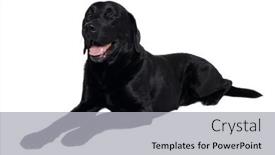  Presentation with balck - Slides consisting of happy-balck-labrador-retriever-dog background and a light gray colored foreground