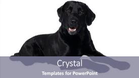  Presentation with balck - PPT theme consisting of happy-balck-labrador-retriever-dog background and a gray colored foreground