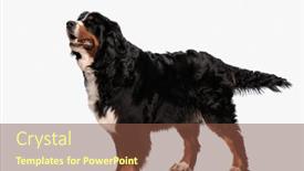  Presentation with tongue - Presentation enhanced with happy-berna-shepherd-dog-looking background and a tawny brown colored foreground