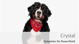  Presentation with tongue - Slide deck with happy-berna-shepherd-dog background and a white colored foreground