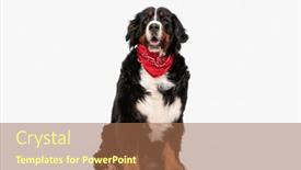  Presentation with tongue - Presentation consisting of happy-berna-shepherd-puppy-wearing background and a coral colored foreground