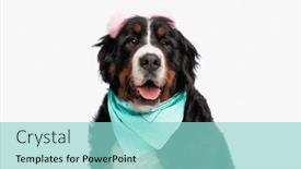  Presentation with blue pink - Theme having happy-berna-shepherd-puppy background and a mint green colored foreground