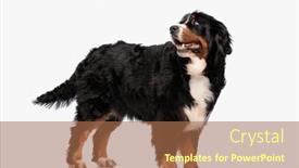  Presentation with tongue - Presentation theme having happy-bernese-mountain-dog-panting background and a coral colored foreground