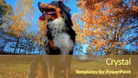  Presentation with sunny fall - PPT theme enhanced with power point presentation - businesswoman pointing against grey background background and a gray colored foreground