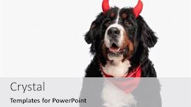  Presentation with devil - Slides consisting of happy-bernese-mountain-dog background and a light gray colored foreground
