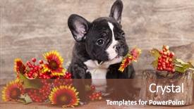  Presentation with dog - Beautiful slide deck featuring happy birthday banner - french bulldog dog in love backdrop and a tawny brown colored foreground