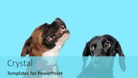  Presentation with boxer - Audience pleasing theme consisting of happy-boxer-wearing-bowtie backdrop and a arctic colored foreground