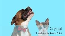  Presentation with boxer - Slide deck having happy-boxer-wearing-bowtie background and a arctic colored foreground