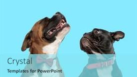  Presentation with boxer - Colorful slide deck enhanced with happy-boxer-wearing-bowtie backdrop and a arctic colored foreground