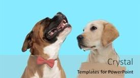  Presentation with boxer - Theme having happy-boxer-wearing-bowtie background and a coral colored foreground