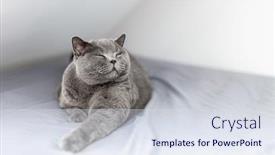  Presentation with british - Cool new presentation theme with happy-british-cat-smiling backdrop and a sky blue colored foreground