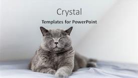  Presentation with british - PPT theme enhanced with happy-british-cat-smiling background and a light gray colored foreground