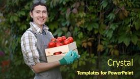  Presentation with tomato - Cool new PPT layouts with happy brunette with tomato box backdrop and a tawny brown colored foreground