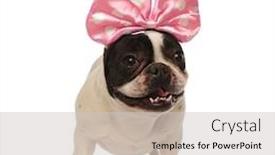  Presentation with pink ribbon - Presentation theme with wears a pink head ribbon background and a light gray colored foreground