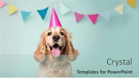  Presentation with birthday party - Slides enhanced with happy-cocker-spaniel-wearing and a light blue colored foreground