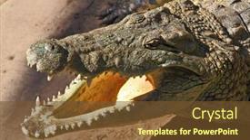  Presentation with crocodile - Slide deck featuring happy crocodile after feeding its opened orange mouth is shined by the sun background and a tawny brown colored foreground